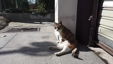 阳光下晒太阳的猫咪视频的预览图